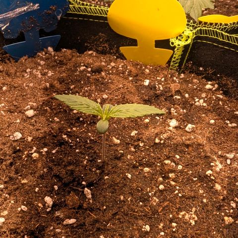 Lemon  Wonder growlog timeline photo