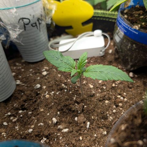 Lemon  Wonder growlog timeline photo