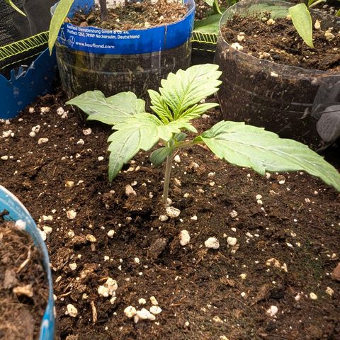Lemon  Wonder growlog timeline photo