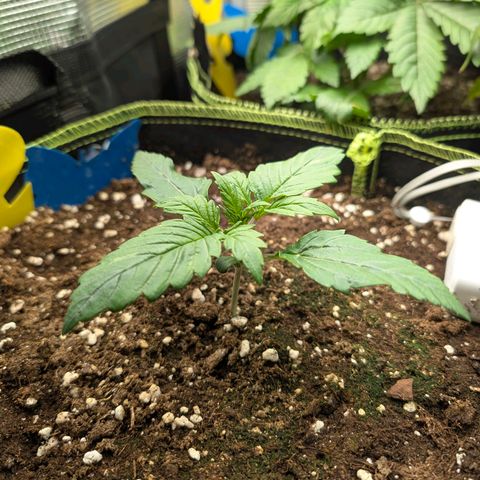 Lemon  Wonder growlog timeline photo