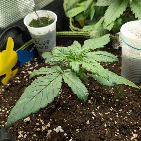 Lemon  Wonder growlog timeline photo