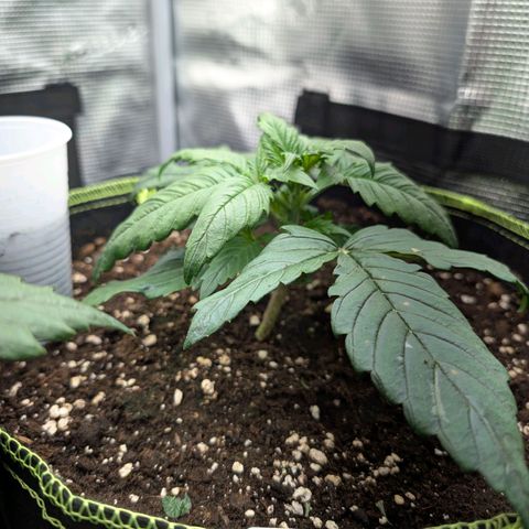 Lemon  Wonder growlog timeline photo