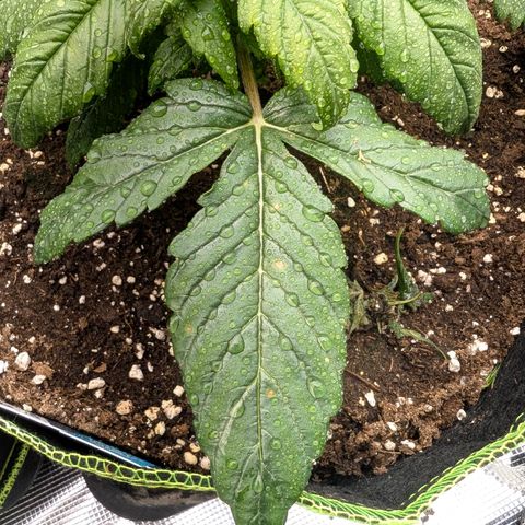 Lemon  Wonder growlog timeline photo