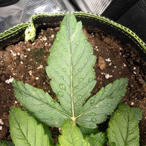 Lemon  Wonder growlog timeline photo