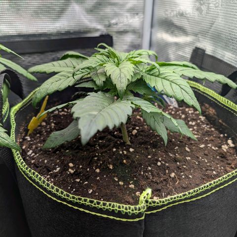 Lemon  Wonder growlog timeline photo