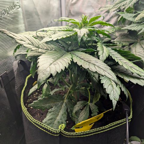 Lemon  Wonder growlog timeline photo