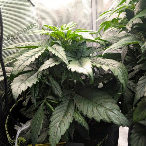 Lemon  Wonder growlog timeline photo