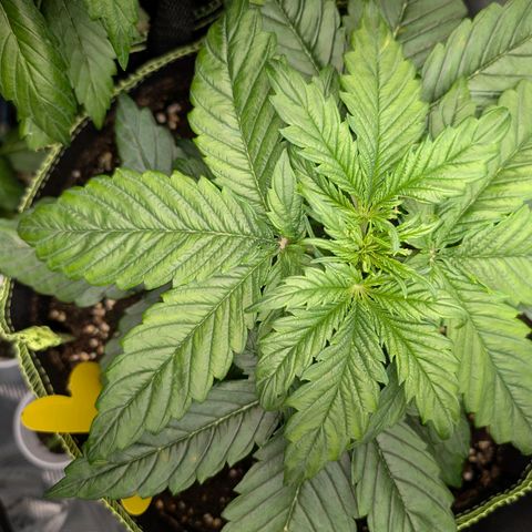 Lemon  Wonder growlog timeline photo
