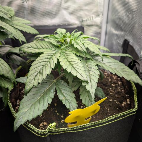 Lemon  Wonder growlog timeline photo