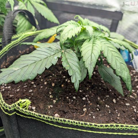 Lemon  Wonder growlog timeline photo