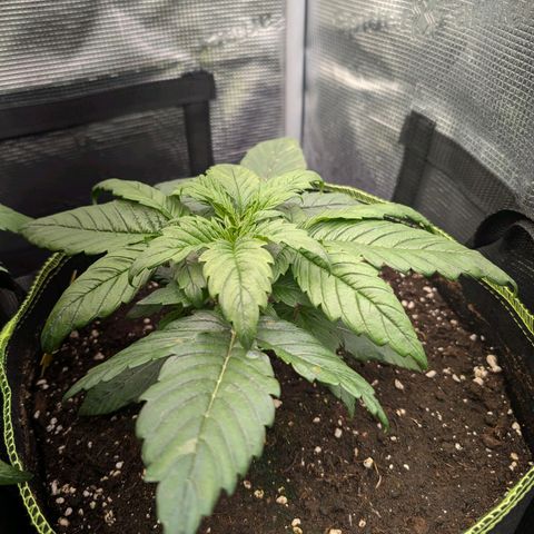Lemon  Wonder growlog timeline photo
