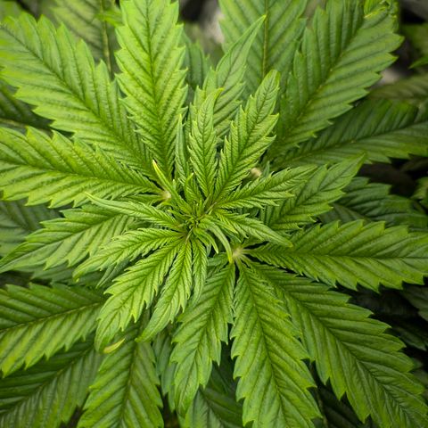 Lemon  Wonder growlog timeline photo