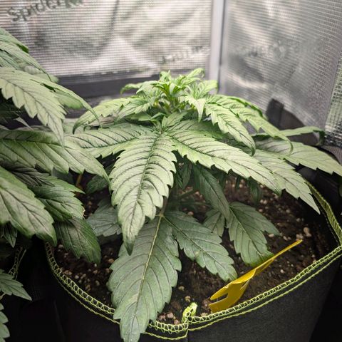 Lemon  Wonder growlog timeline photo