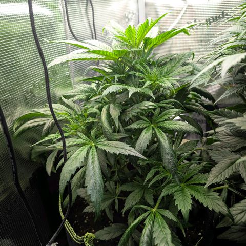 Lemon  Wonder growlog timeline photo