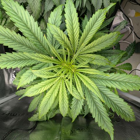 Lemon  Wonder growlog timeline photo