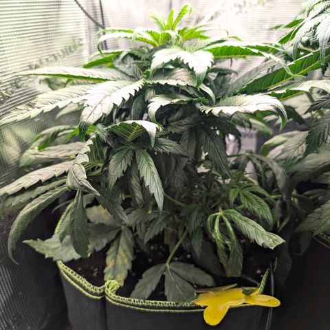 Lemon  Wonder growlog timeline photo