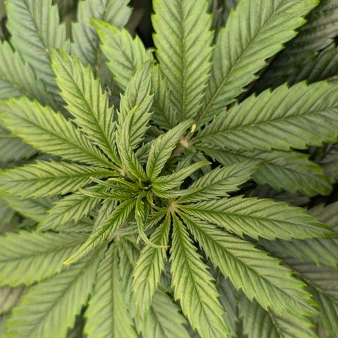 Lemon  Wonder growlog timeline photo