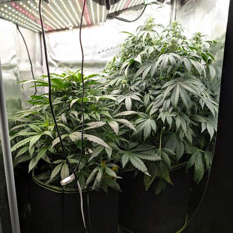 Lemon  Wonder growlog timeline photo