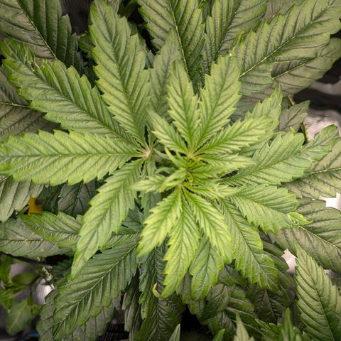 Lemon  Wonder growlog timeline photo