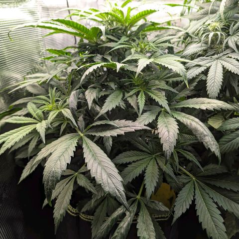 Lemon  Wonder growlog timeline photo