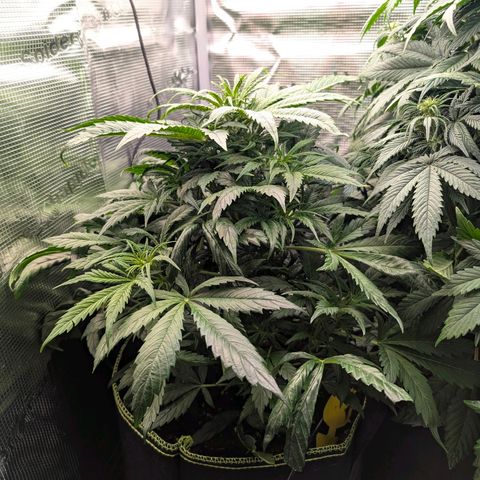 Lemon  Wonder growlog timeline photo