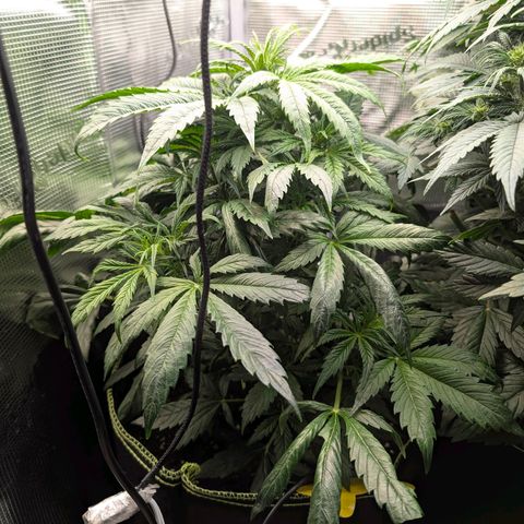 Lemon  Wonder growlog timeline photo