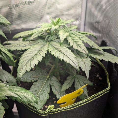 Lemon  Wonder growlog timeline photo
