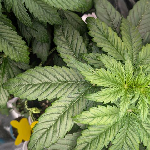 Lemon  Wonder growlog timeline photo