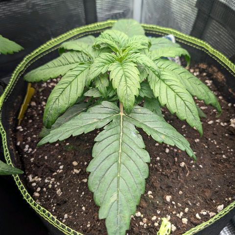 Lemon  Wonder growlog timeline photo