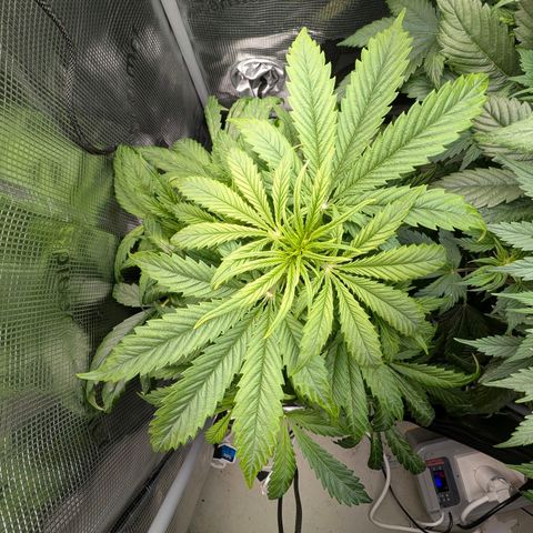Lemon  Wonder growlog timeline photo