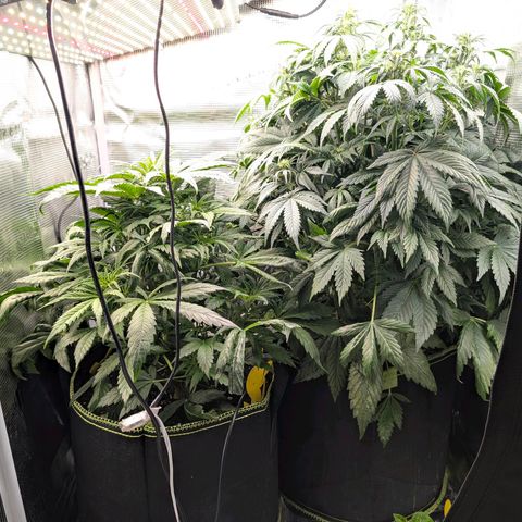 Lemon  Wonder growlog timeline photo
