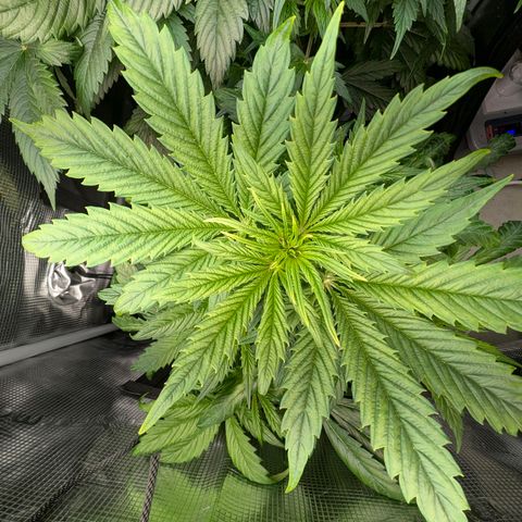 Lemon  Wonder growlog timeline photo