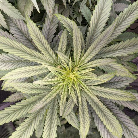 Lemon  Wonder growlog timeline photo