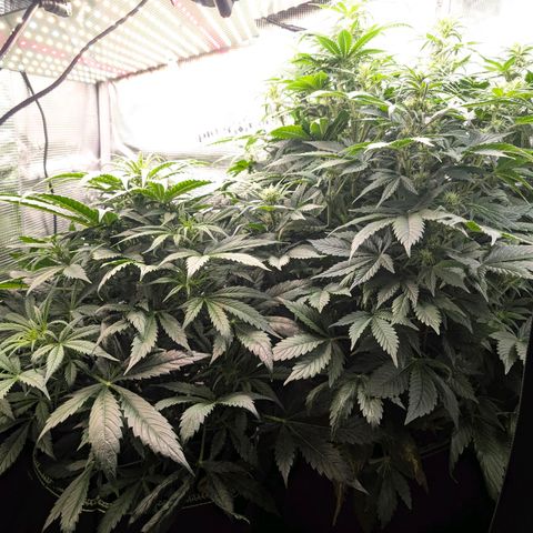 Lemon  Wonder growlog timeline photo