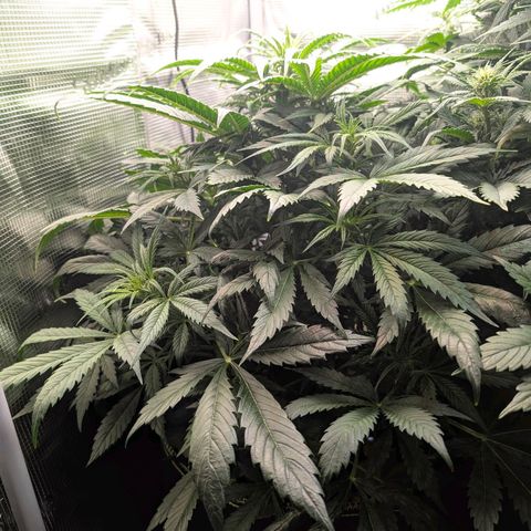 Lemon  Wonder growlog timeline photo