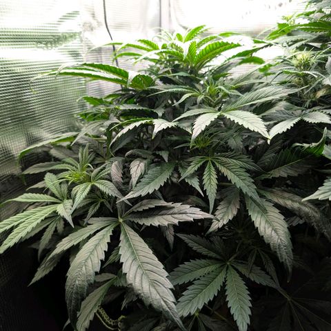 Lemon  Wonder growlog timeline photo