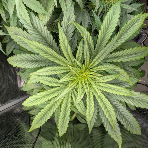 Lemon  Wonder growlog timeline photo