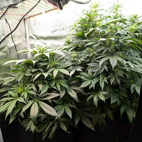 Lemon  Wonder growlog timeline photo