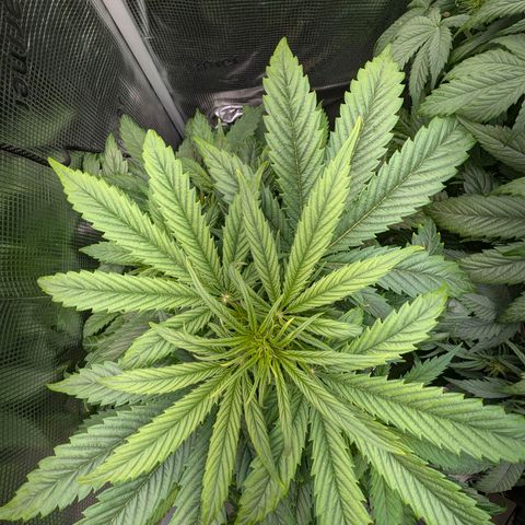 Lemon  Wonder growlog timeline photo