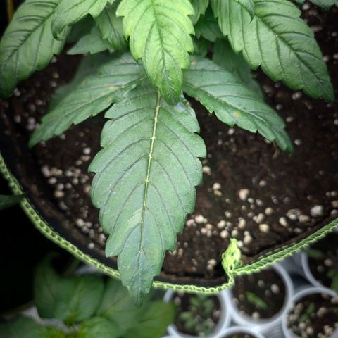 Lemon  Wonder growlog timeline photo