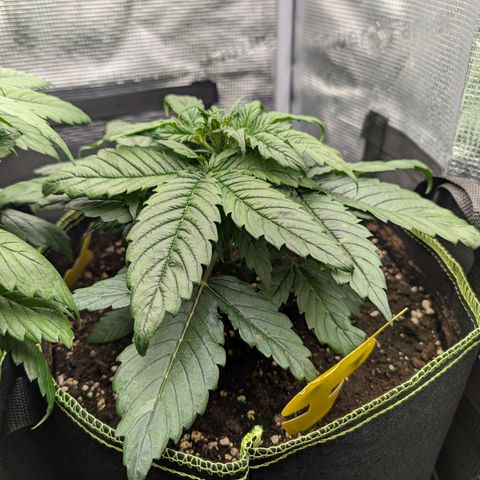 Lemon  Wonder growlog timeline photo