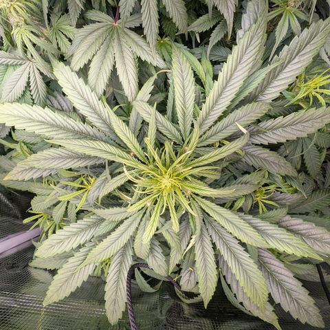 Lemon  Wonder growlog timeline photo