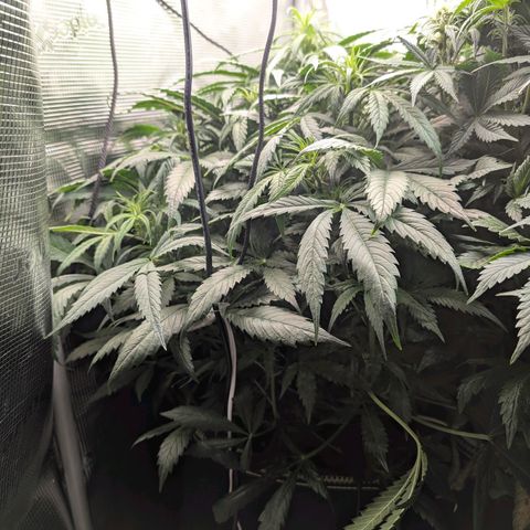 Lemon  Wonder growlog timeline photo
