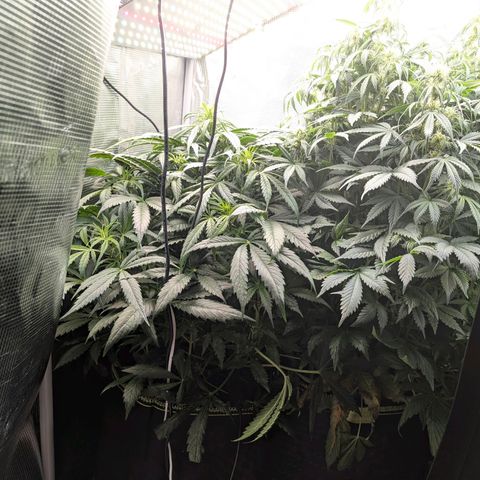 Lemon  Wonder growlog timeline photo