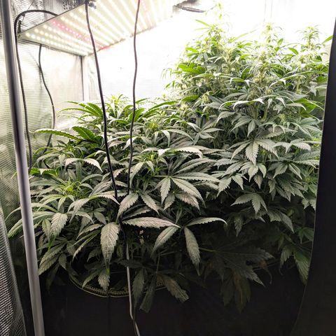 Lemon  Wonder growlog timeline photo
