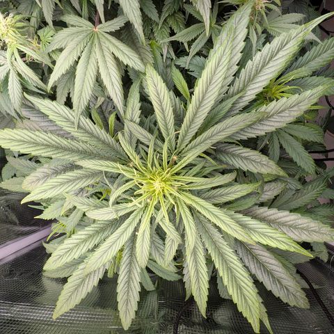 Lemon  Wonder growlog timeline photo