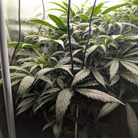 Lemon  Wonder growlog timeline photo