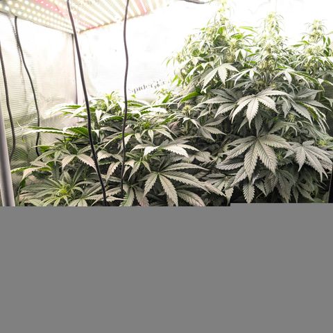 Lemon  Wonder growlog timeline photo