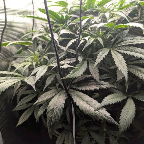 Lemon  Wonder growlog timeline photo