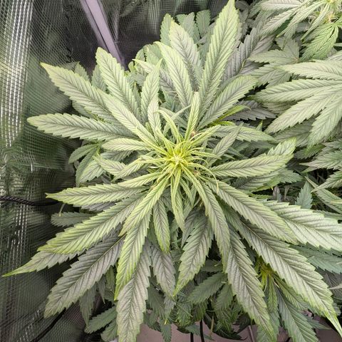 Lemon  Wonder growlog timeline photo